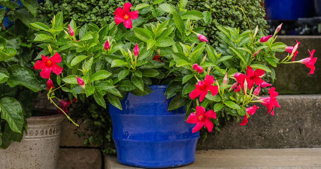 mandevilla plant