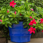 mandevilla plant